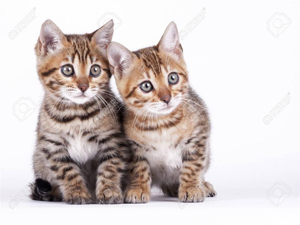 Từ sau Rằm tháng 2 âm, những con giáp sau cẩn thận vạ miệng, thị phi tranh chấp thiệt hại tiền bạc-1