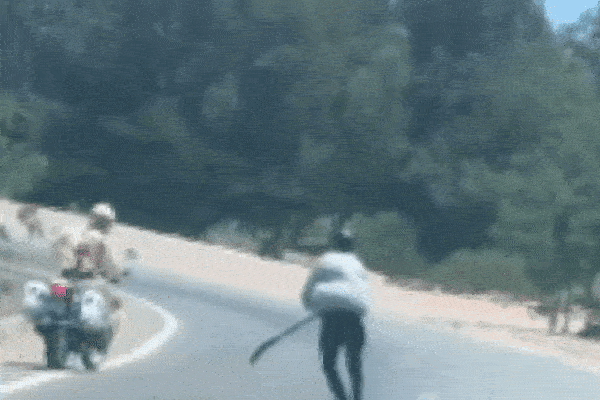 Cú tốc biến xuất sắc của 2 nam thanh niên thoát chết vì phóng lợn truy sát-1