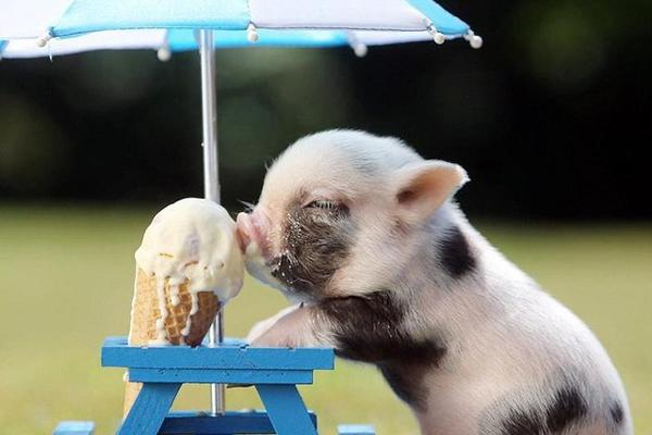 Sống trong nhung lụa nhưng 3 con giáp này không bao giờ kênh kiệu hay coi thường người khác, giản dị vô cùng-4