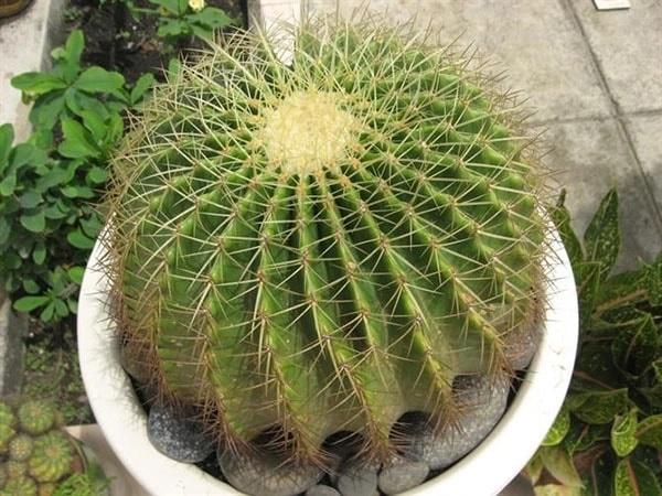 5 loại cây khí chất Thần Tài, không chỉ chiêu tài dẫn lộc mà còn lọc sạch khói bụi, vi khuẩn-2