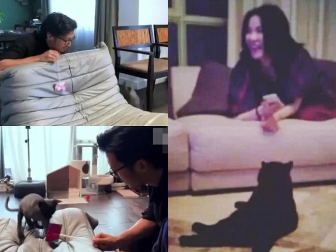 Tạ Đình Phong bị hen suyễn vẫn nuôi mèo vì Vương Phi-1