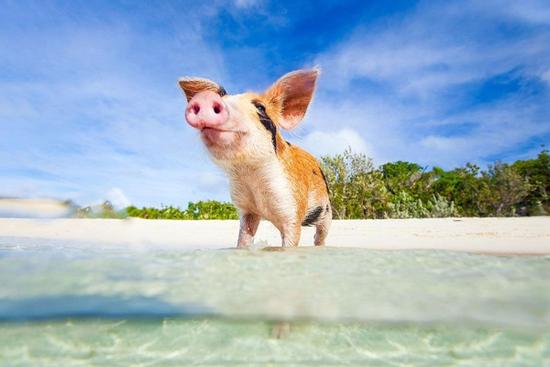 Thần tài mỉm cười, cát tinh chiếu mệnh giúp 3 con giáp sau cả đời giàu sang phú quý, không biết khổ là gì