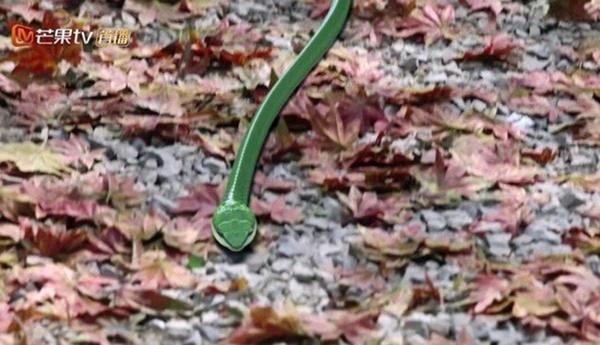 Bom tấn cổ trang lập kỷ lục hóa ra đã lừa khán giả thế này đây!-8