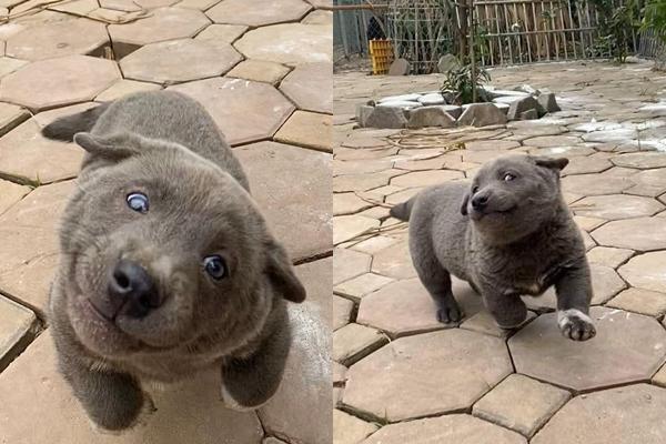 Lộ diện bảo mẫu cực xịn của chú chó hot nhất mạng xã hội Nguyễn Văn Dúi-1