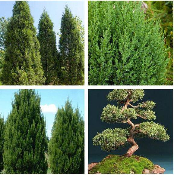 Tìm hiểu về cây tùng la hán: Ý nghĩa của cây và tuổi nào nên đặt trong nhà-1