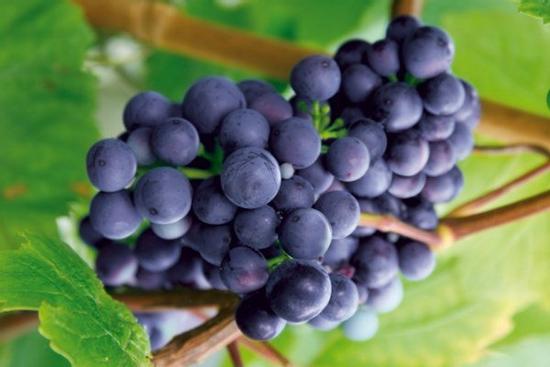 8 loại trái cây mang ý nghĩa may mắn, đặt trên bàn thờ để phúc lộc đầy nhà