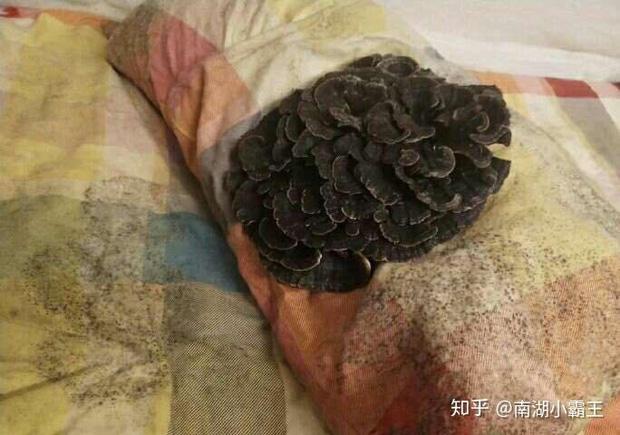 Thảm cảnh bạn cùng phòng ở bẩn đã lên một level mới, dân tình khuyên nên ra bãi rác luôn cho đỡ tốn tiền thuê phòng-5