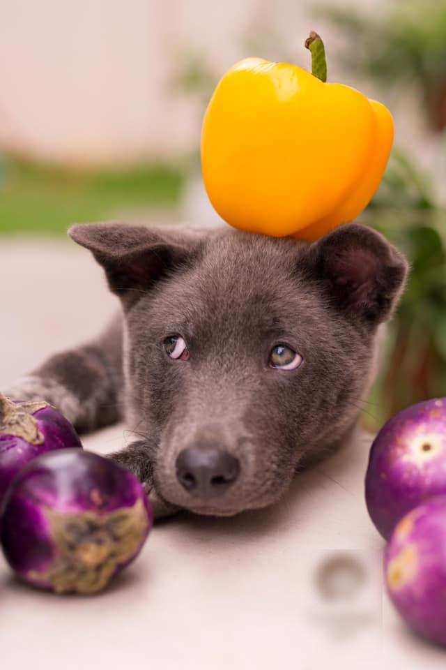 Hình ảnh mới nhất về chú chó Nguyễn Văn Dúi: Làm mẫu ảnh thời trang kiêm đại sứ rau củ-1
