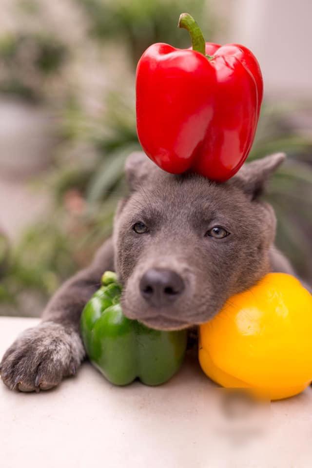 Hình ảnh mới nhất về chú chó Nguyễn Văn Dúi: Làm mẫu ảnh thời trang kiêm đại sứ rau củ-4