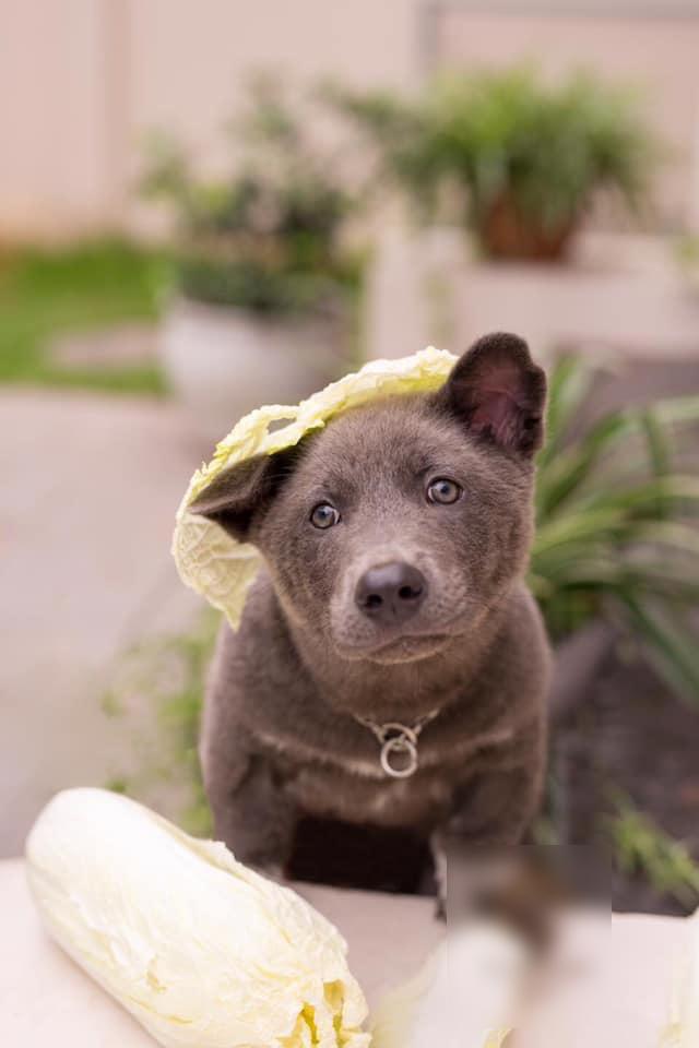 Hình ảnh mới nhất về chú chó Nguyễn Văn Dúi: Làm mẫu ảnh thời trang kiêm đại sứ rau củ-2