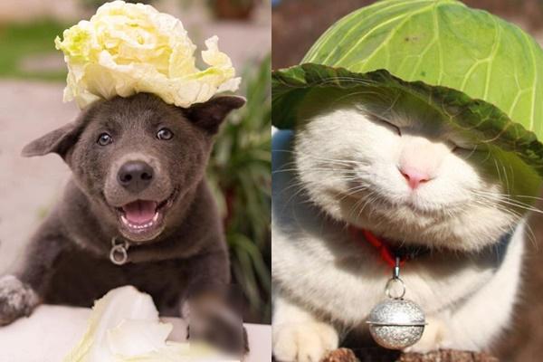 Hình ảnh mới nhất về chú chó Nguyễn Văn Dúi: Làm mẫu ảnh thời trang kiêm đại sứ rau củ-3