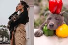 Hình ảnh mới nhất về chú chó Nguyễn Văn Dúi: Làm mẫu ảnh thời trang kiêm 'đại sứ rau củ'