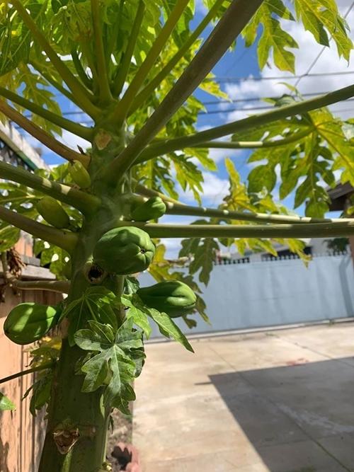 Cuộc sống Hoàng Anh ở Mỹ không ảnh hưởng vì dịch-11