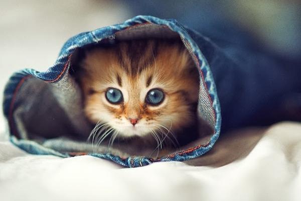 3 con giáp nữ xứng đáng để kết thân nhất vì họ phóng khoáng, tốt bụng còn biết san sẻ cả sự giàu có-4