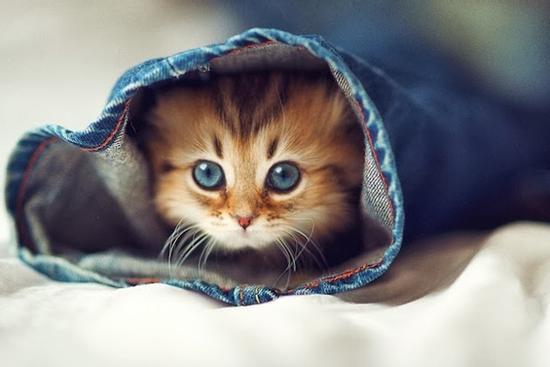 7 ngày cuối cùng của tháng 2 âm lịch, những con giáp sau được 'thần tài gọi tên', lộc lá đầy nhà