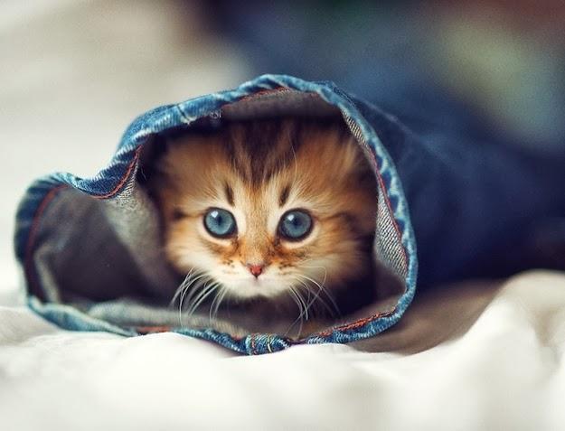 7 ngày cuối cùng của tháng 2 âm lịch, những con giáp sau được thần tài gọi tên, lộc lá đầy nhà-1