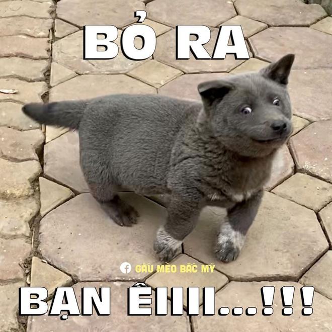 Gia đình Ba Duy chụp ảnh cùng chú chó tên Dúi nổi tiếng mạng xã hội-3