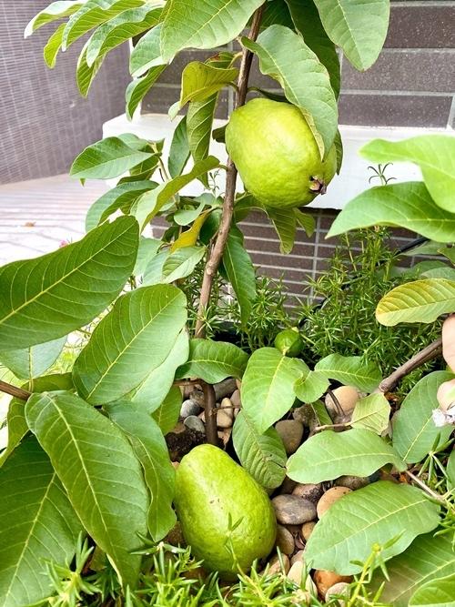 Trịnh Kim Chi trồng cây ăn trái trong biệt thự 200 m2-3