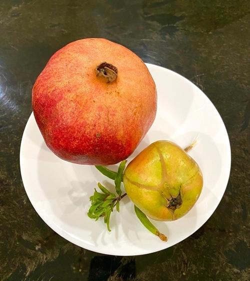 Trịnh Kim Chi trồng cây ăn trái trong biệt thự 200 m2-5