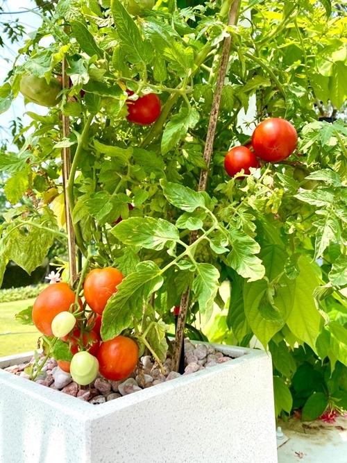 Trịnh Kim Chi trồng cây ăn trái trong biệt thự 200 m2-6