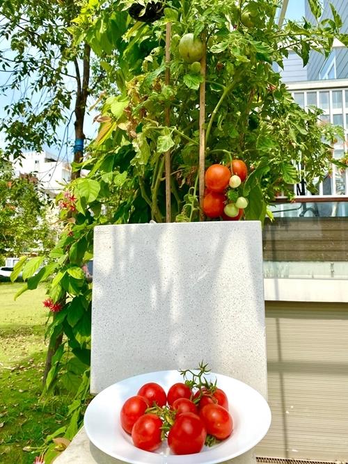 Trịnh Kim Chi trồng cây ăn trái trong biệt thự 200 m2-7