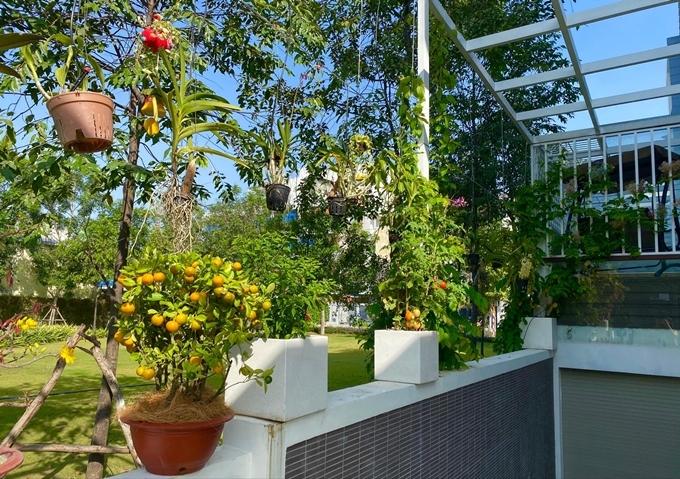 Trịnh Kim Chi trồng cây ăn trái trong biệt thự 200 m2-10