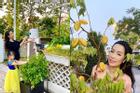 Trịnh Kim Chi trồng cây ăn trái trong biệt thự 200 m2