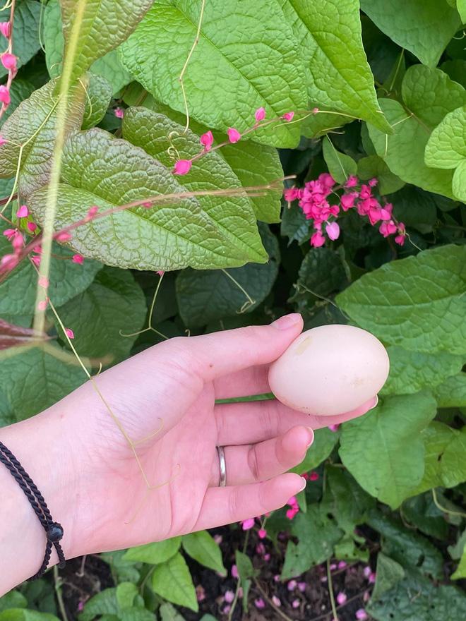 Bà xã Á hậu khoe mâm cơm Shark Hưng tự nấu toàn món của nhà làm ra nhưng sang - xịn không ngờ-5