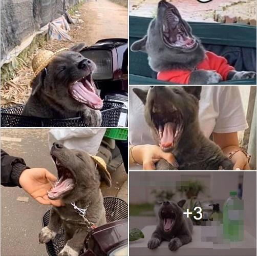 Idol Nguyễn Văn Dúi bị khui ra 1.001 kiểu ngáp: Nhìn thôi đã thấy cuộc đời nở hoa-1