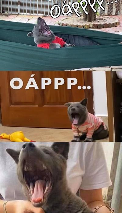 Idol Nguyễn Văn Dúi bị khui ra 1.001 kiểu ngáp: Nhìn thôi đã thấy cuộc đời nở hoa-2