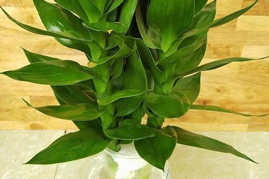 Ý nghĩa phong thủy của cây phát tài búp sen, đặt trong nhà giúp thêm tài lộc