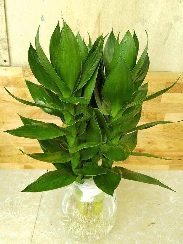 Ý nghĩa phong thủy của cây phát tài búp sen, đặt trong nhà giúp thêm tài lộc-1