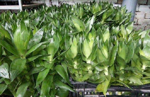 Ý nghĩa phong thủy của cây phát tài búp sen, đặt trong nhà giúp thêm tài lộc-2