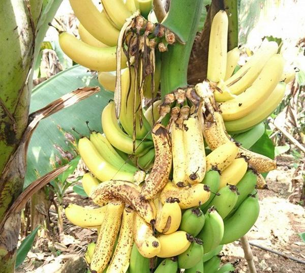 Những loại quả không nên đặt bàn thờ, lưu ý kẻo mất tài lộc-2