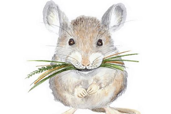 Những con giáp 'vung tay quá trán', dù kiếm bao nhiêu tiền cũng không đủ chi tiêu