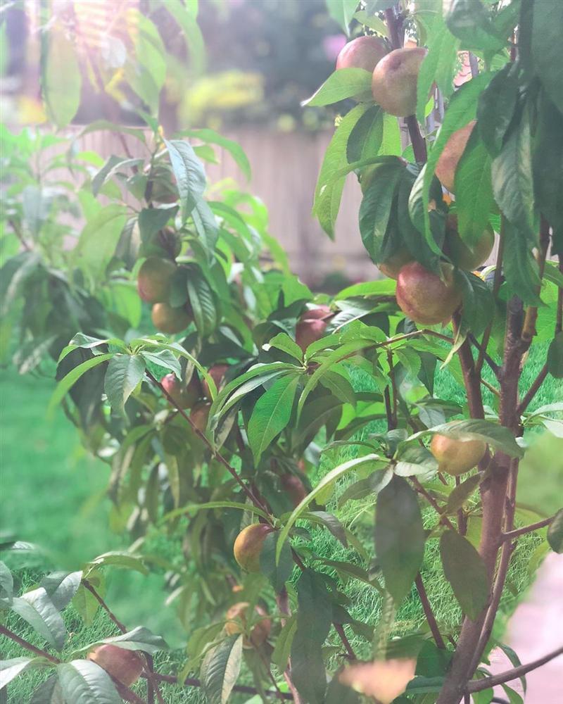 Hoa hậu Phạm Hương trồng rau, nuôi gà trên đất Mỹ-4