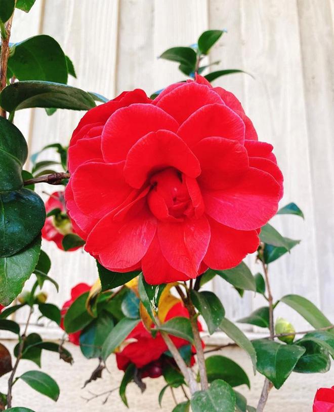 Hoa hậu Phạm Hương trồng rau, nuôi gà trên đất Mỹ-7