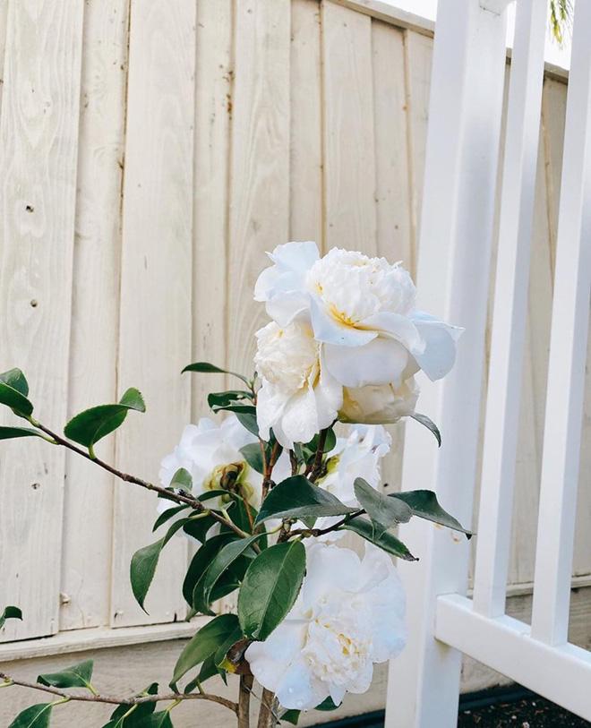 Hoa hậu Phạm Hương trồng rau, nuôi gà trên đất Mỹ-8