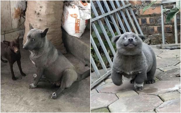 Sự thật về hình ảnh mẹ chú chó idol Nguyễn Văn Dúi, dân tình còn ngỡ ngàng vì giống nhau từ lông đến biểu cảm-3