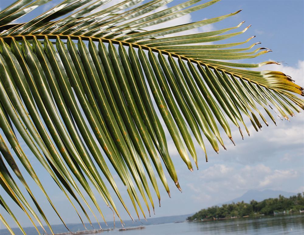 Cosplay Phạm Băng Băng bất thành, Mina Phạm vợ 2 Minh Nhựa còn bị thợ làm tóc hại với mái tóc lá dừa khó hiểu-6