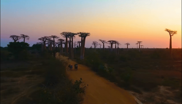 Video: Khám phá đại lộ cây mọc ngược hùng vĩ tại Madagascar-1