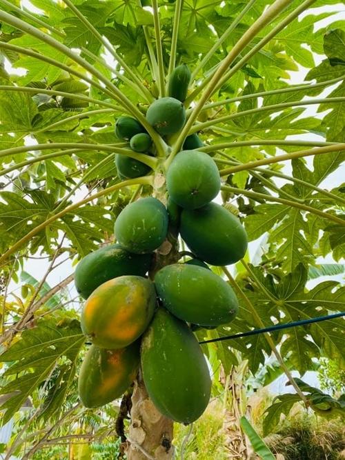 Thành Đạt - Hải Băng về quê mua đất-4