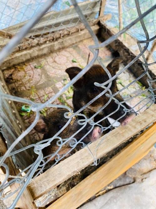 Thành Đạt - Hải Băng về quê mua đất-6