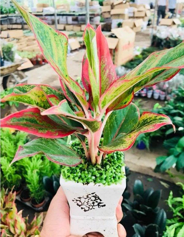 Ý nghĩa phong thủy và cách chăm sóc cây cung điện vàng-2