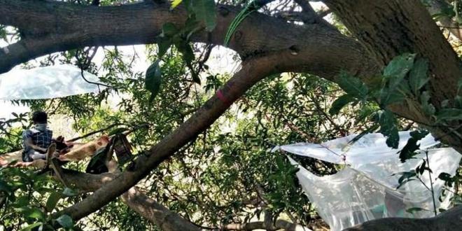 Nhóm người Ấn Độ tự cách ly trên cây để tránh lây virus-3