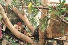 Nhóm người Ấn Độ tự cách ly trên cây để tránh lây virus