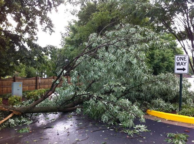 Bất ngờ bị hàng xóm chặt cây, chặn cửa nhà vì nghi ngờ nhiễm virus-1