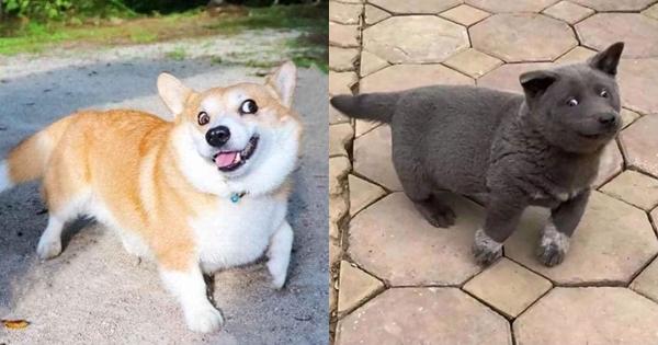 Chú chó nổi như cồn vì diện mạo chuẩn tướng phu thê với idol Nguyễn Văn Dúi-1