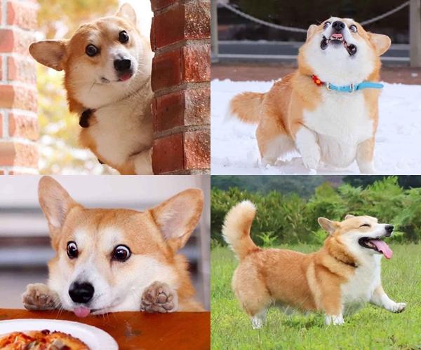 Chú chó nổi như cồn vì diện mạo chuẩn tướng phu thê với idol Nguyễn Văn Dúi-3