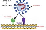 Phát hiện mới về cơ chế lây lan của virus corona